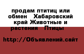 продам птитиц или обмен - Хабаровский край Животные и растения » Птицы   